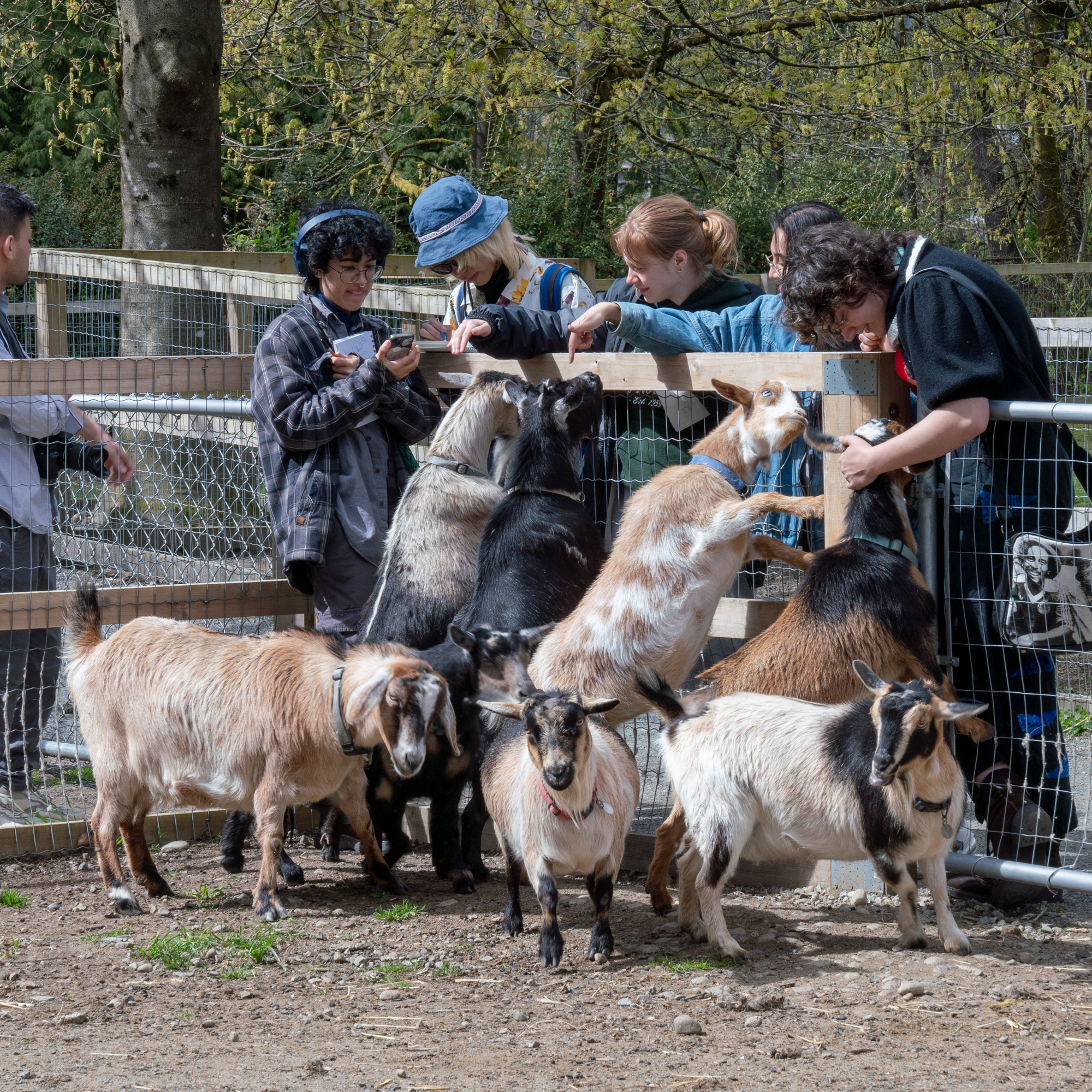 VanArts Animation Students Sketching Goats