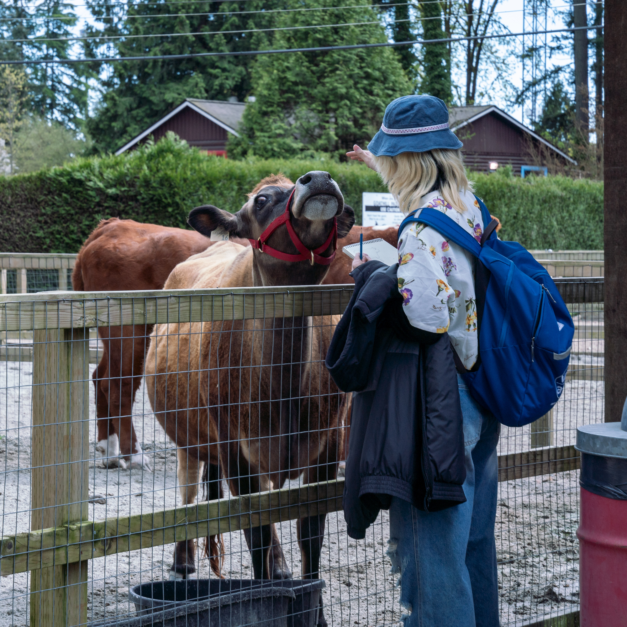 VanArts Animation Student Sketching a Cow